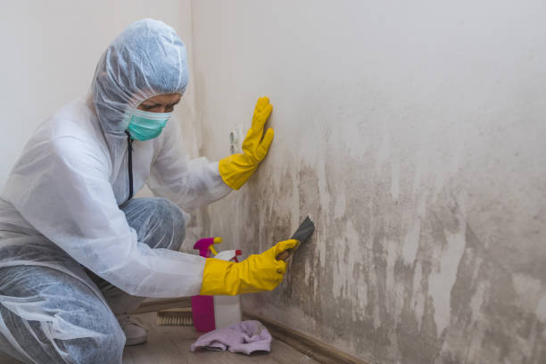 Best Commercial Mold Removal  in Pine Ridge At Crestwood, NJ