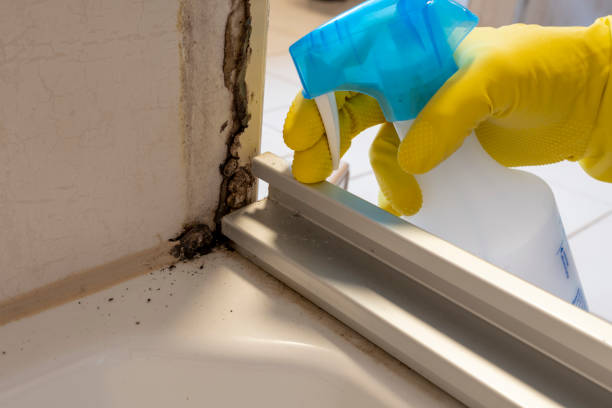 Mold Removal Process in Pine Ridge At Crestwood, NJ