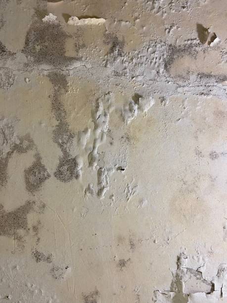 Best Home Mold Removal  in Pine Ridge At Crestwood, NJ