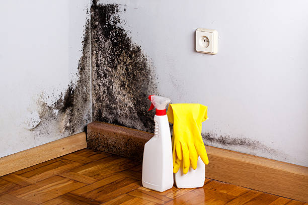 Best Affordable Mold Removal  in Pine Ridge At Crestwood, NJ