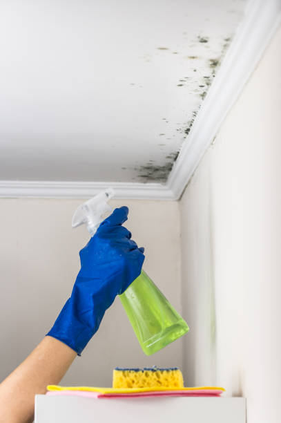 Attic Mold Removal in Pine Ridge At Crestwood, NJ